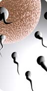 Lee estos interesantes artículos sobre fertilidad
