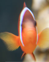 Aquaarium Buinzoo