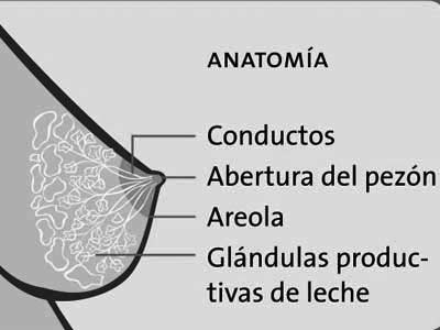 Forma correcta de la mama