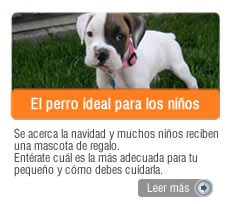 Perrito ideal para los niños