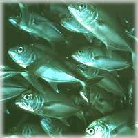 Hígado de bacalao
