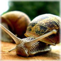 Baba de Caracol