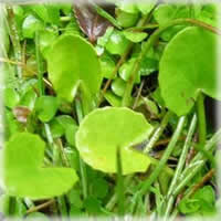 Centella asiática