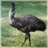 Aceite de Emu