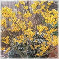 Hamamelis