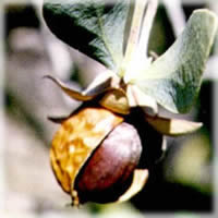 Jojoba