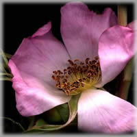 Rosa Mosqueta