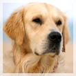 perro, mascota