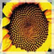 Girasol 