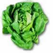 Lechuga
