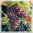 Uvas