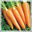 Zanahorias 