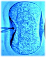 in vitro