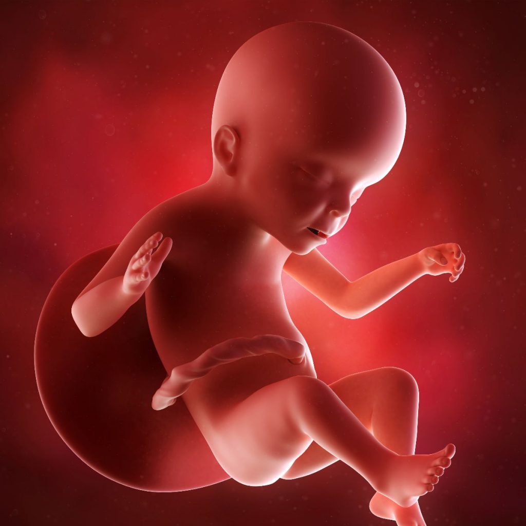 ilustración 3d feto 23 semanas de embarazo