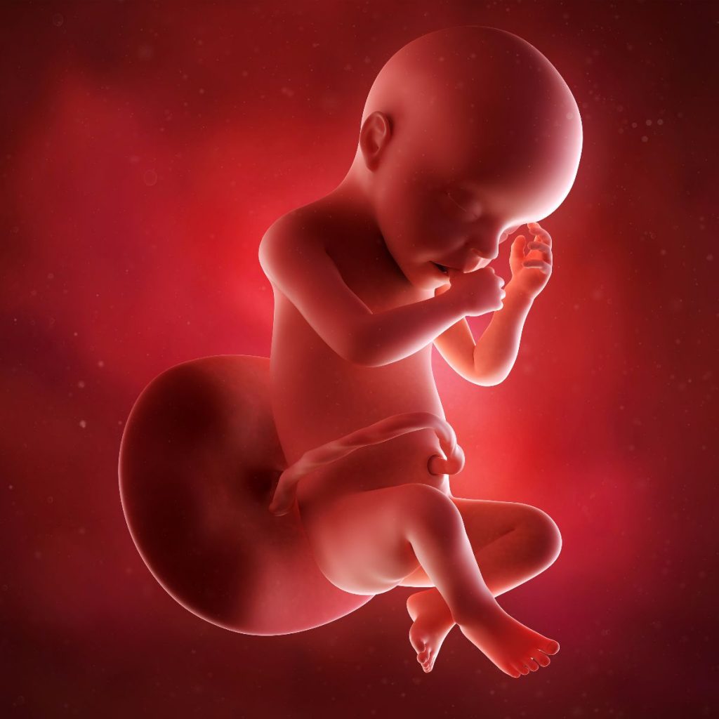 ilustración 3d feto 30 semanas de embarazo