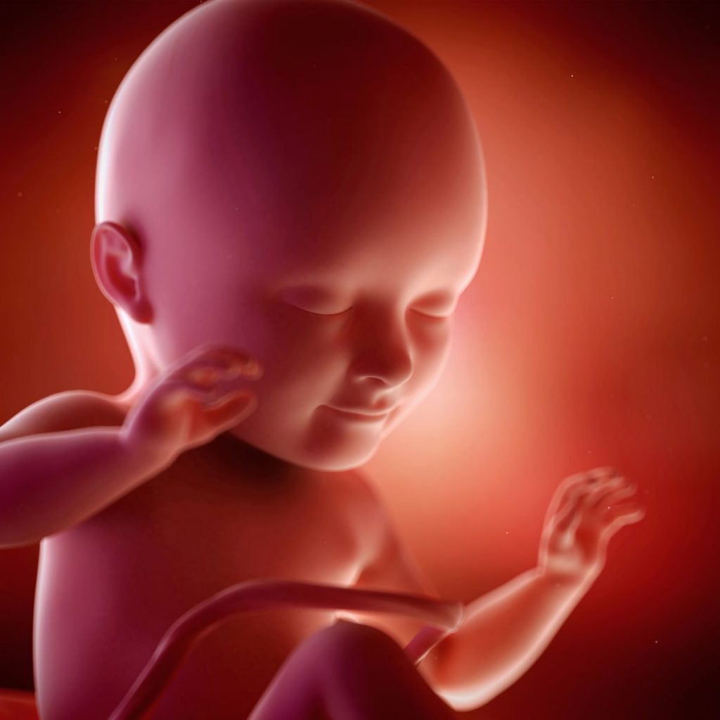 ilustración 3d feto 34 semanas de embarazo