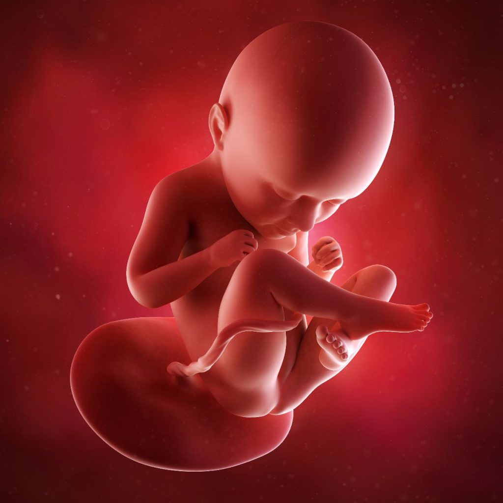 ilustración 3d feto 35 semanas de embarazo