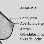 anatomía de la mama