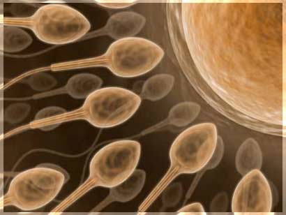 Fecundación- Diagnóstico de un problema de fertilidad