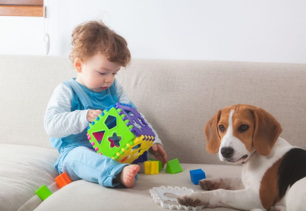 Enfermedades poco comunes en los perros
