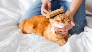 Gatos y niños