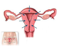 Loquios anatomía del útero