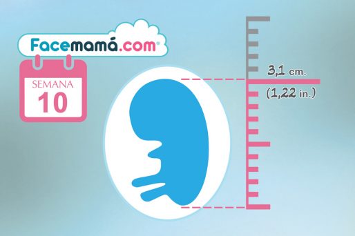 10 Semanas de embarazo: Tu bebé comienza a moverse ...