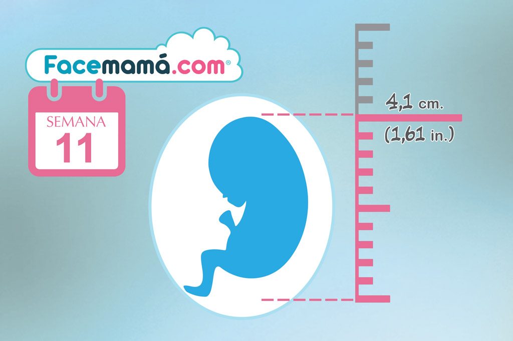 11 semanas de embarazo: avances en el bebé cambios en madre