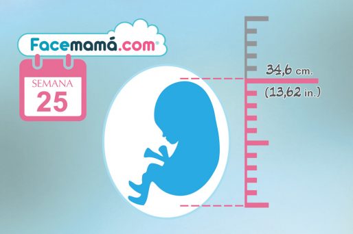 25 semanas de embarazo