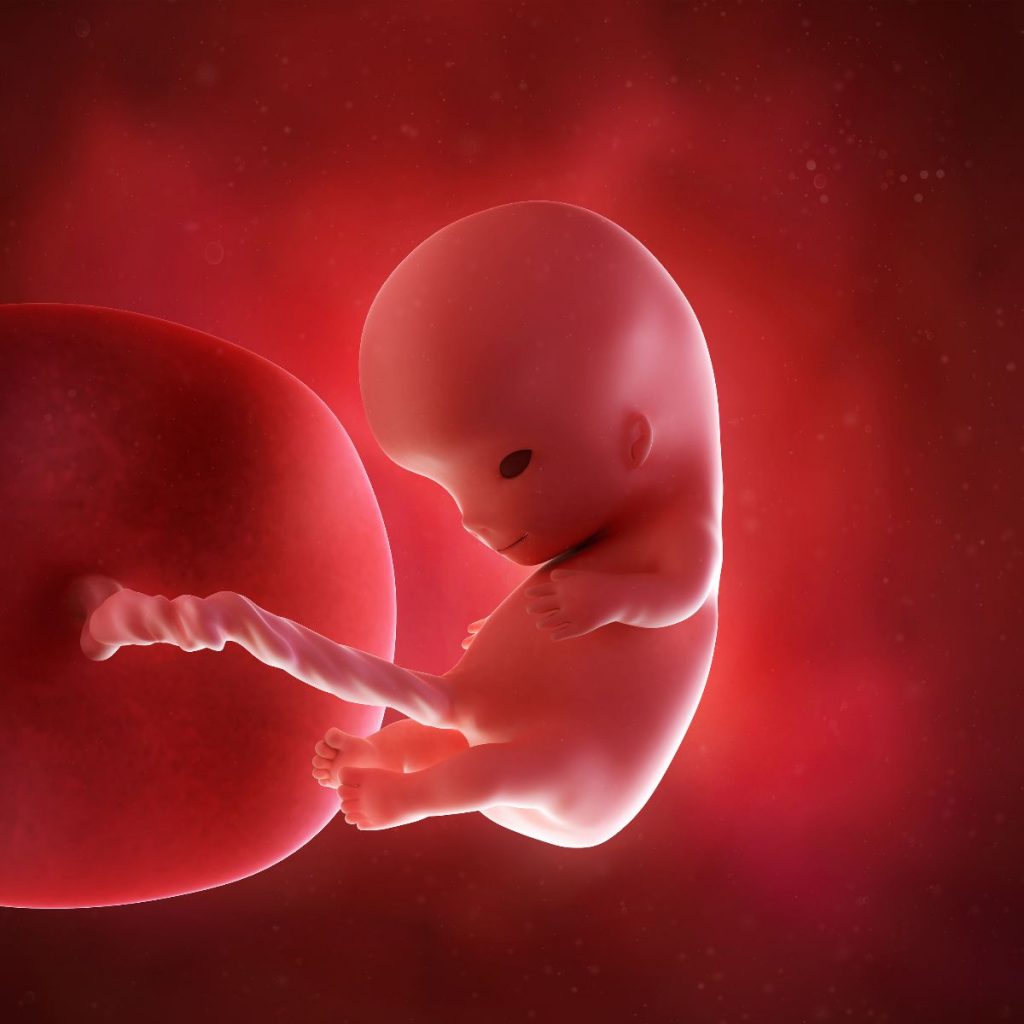 ilustración 3d de feto 10 semanas de embarazo