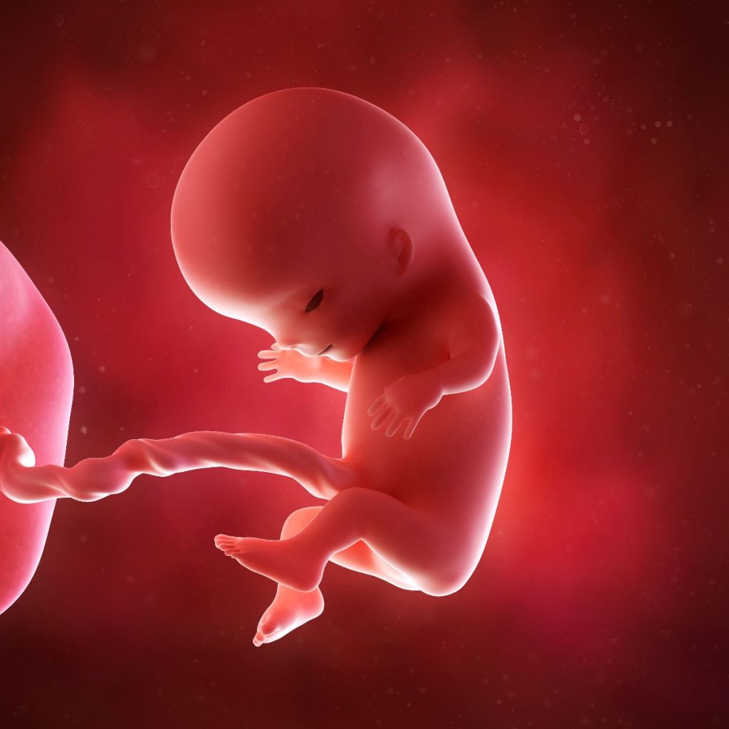ilustración 3d, feto 11 semanas de embarazo