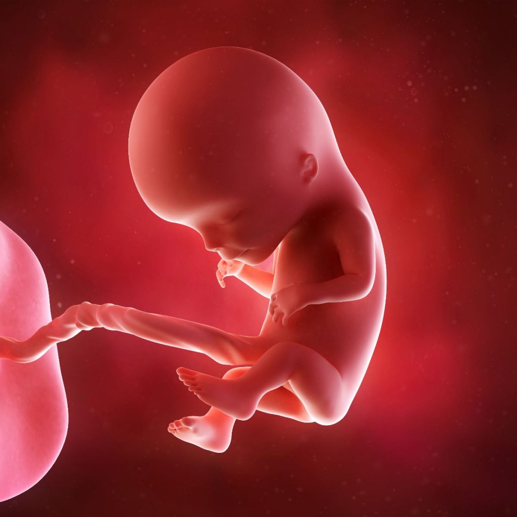 ilustración 3d feto 12 semanas de embarazo