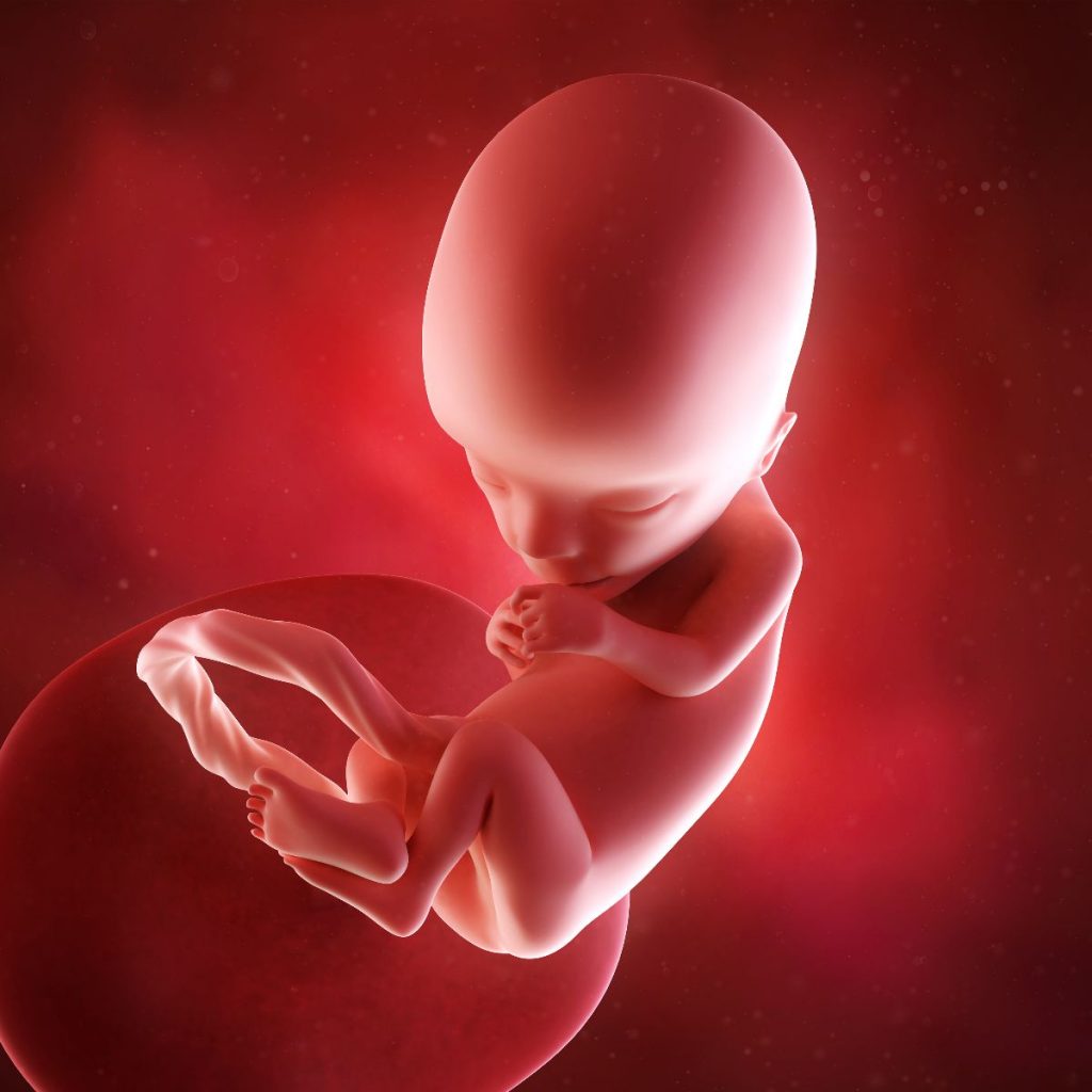 ilustración 3d feto 13 semanas de embarazo