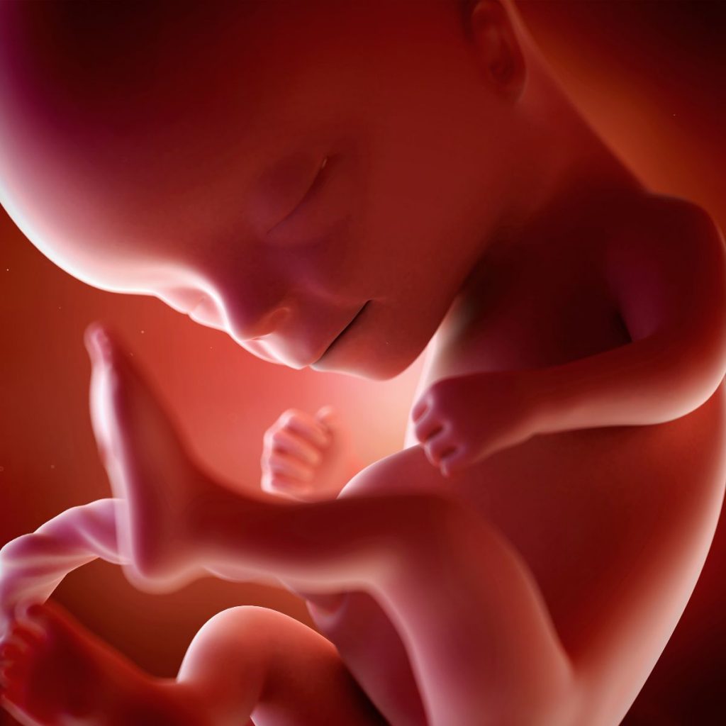 ilustración 3d feto 14 semanas de embarazo