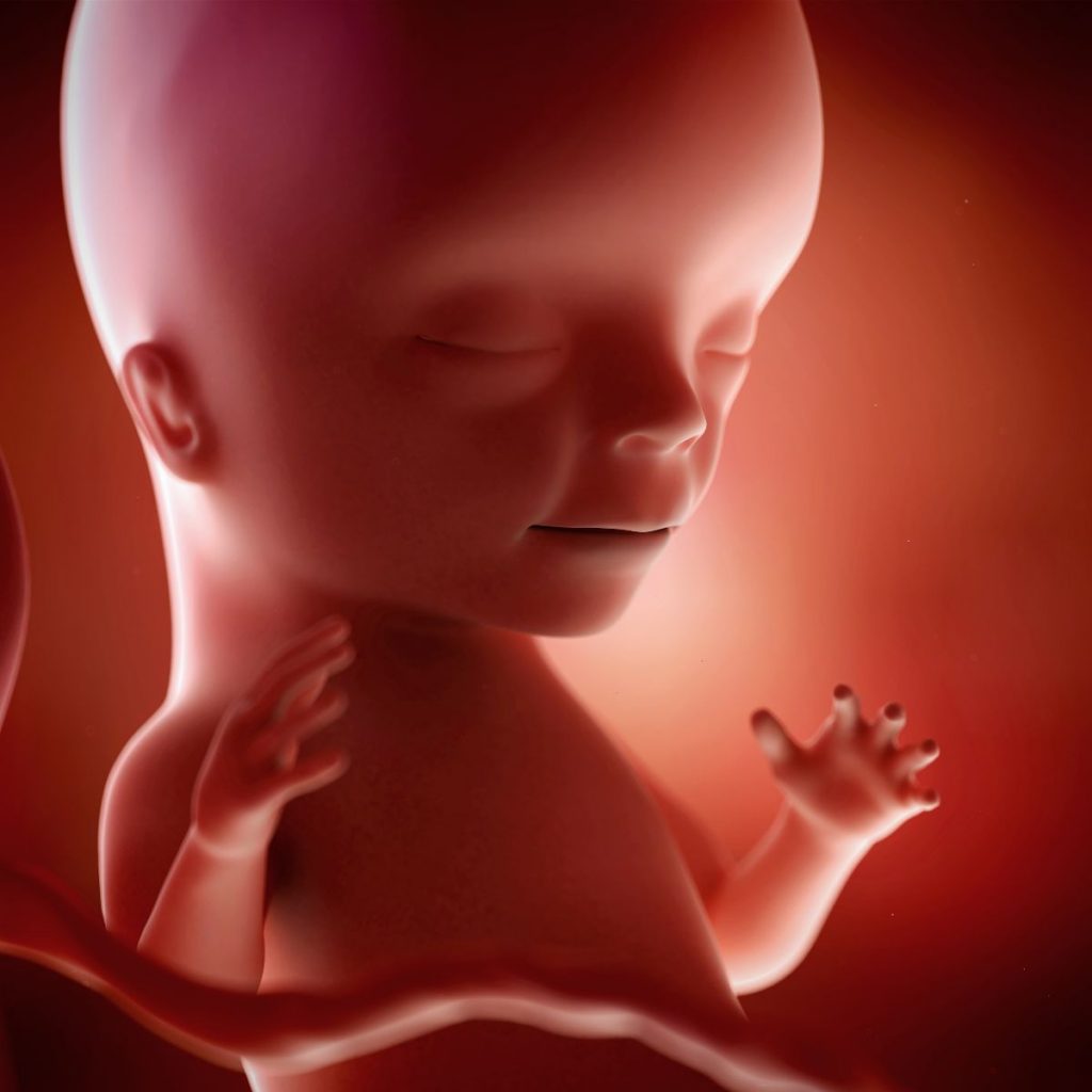 ilustración 3d feto 15 semanas de embarazo