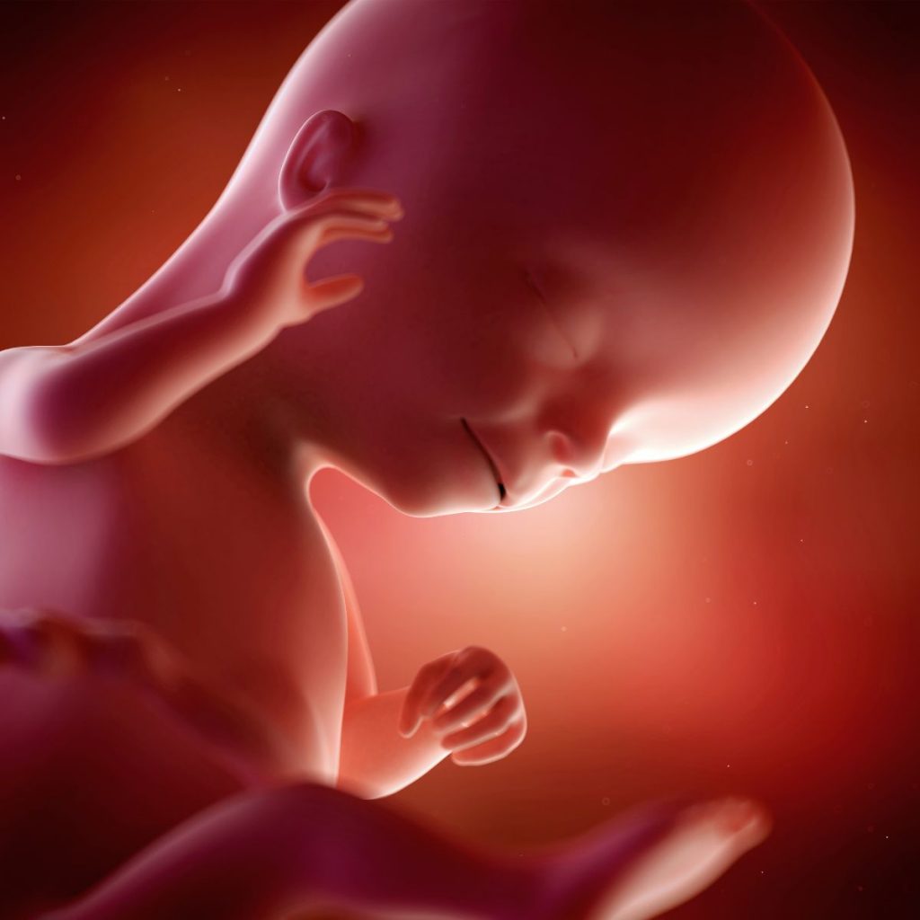 iluatración 3d feto 16 semanas de embarazo