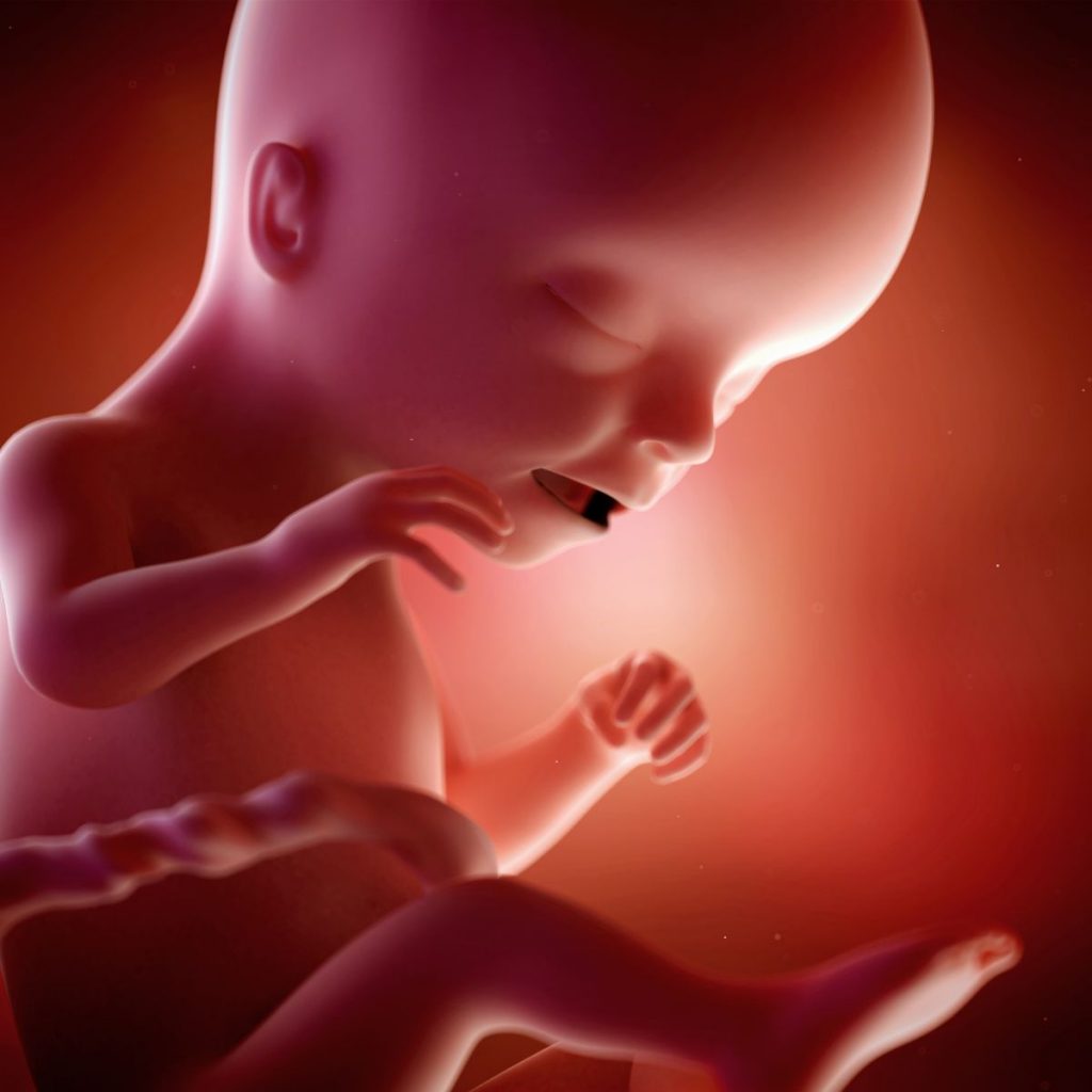 ilustración 3d feto 17 semanas de embarazo