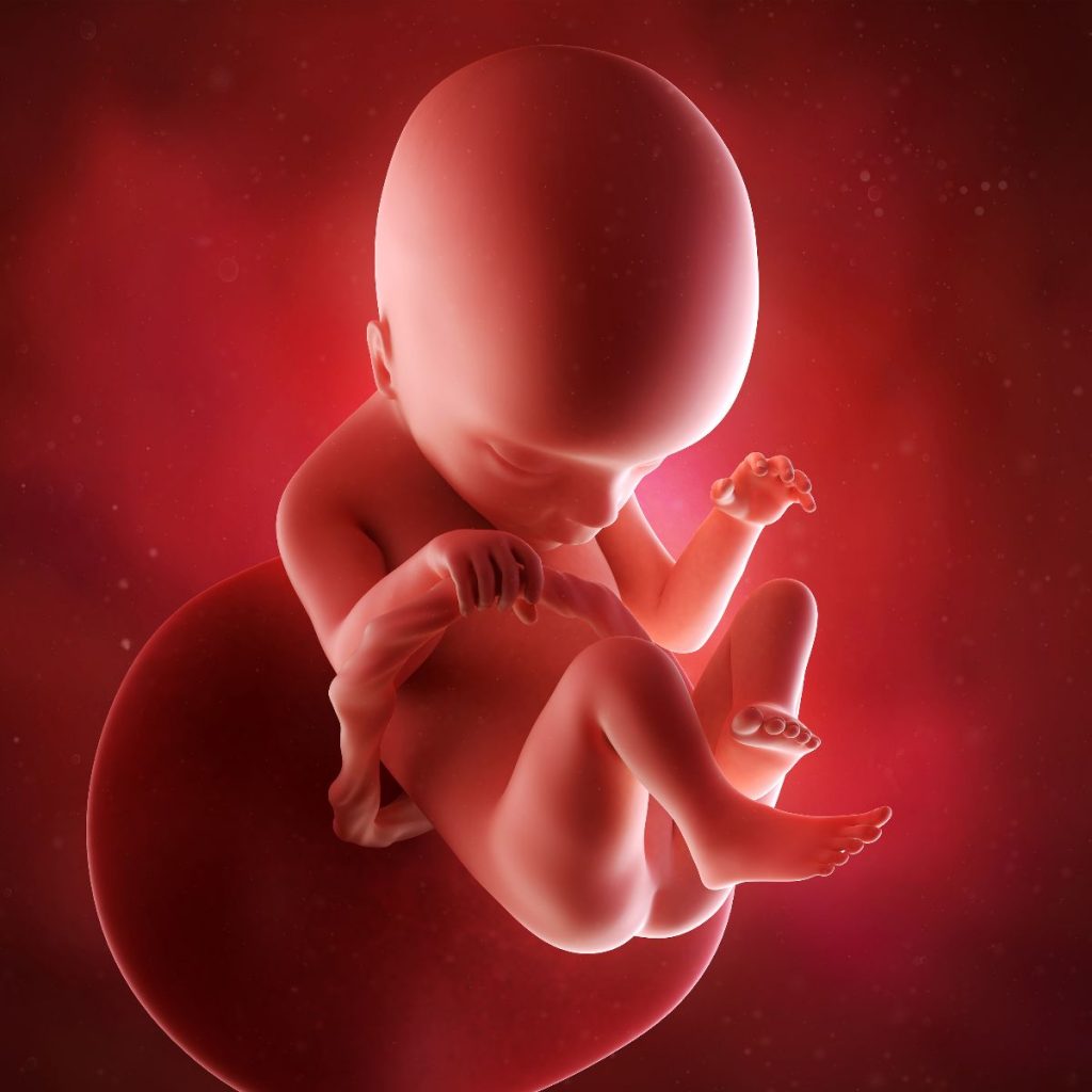 ilustración 3d feto 18 semanas de embarazo