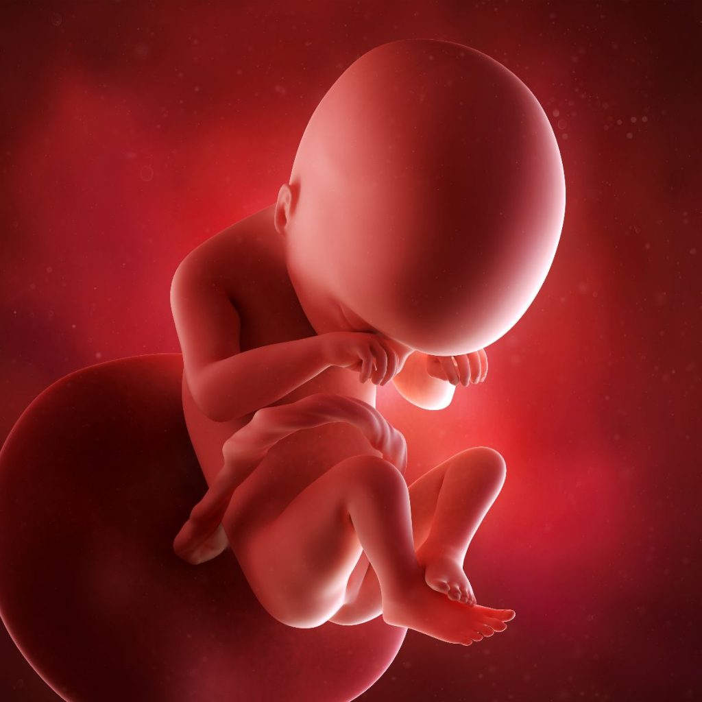 ilustración 3d feto 19 semanas de embarazo