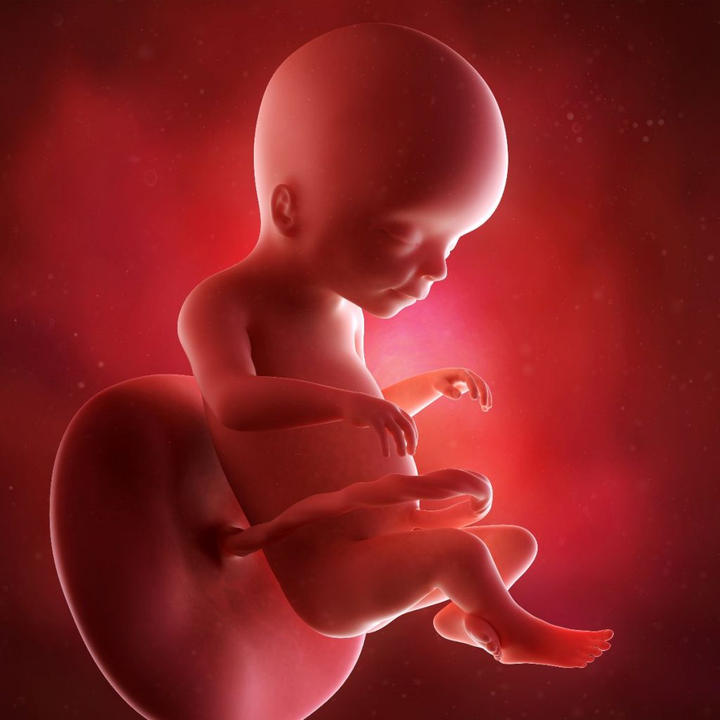 ilustración 3d feto 20 semanas de embarazo