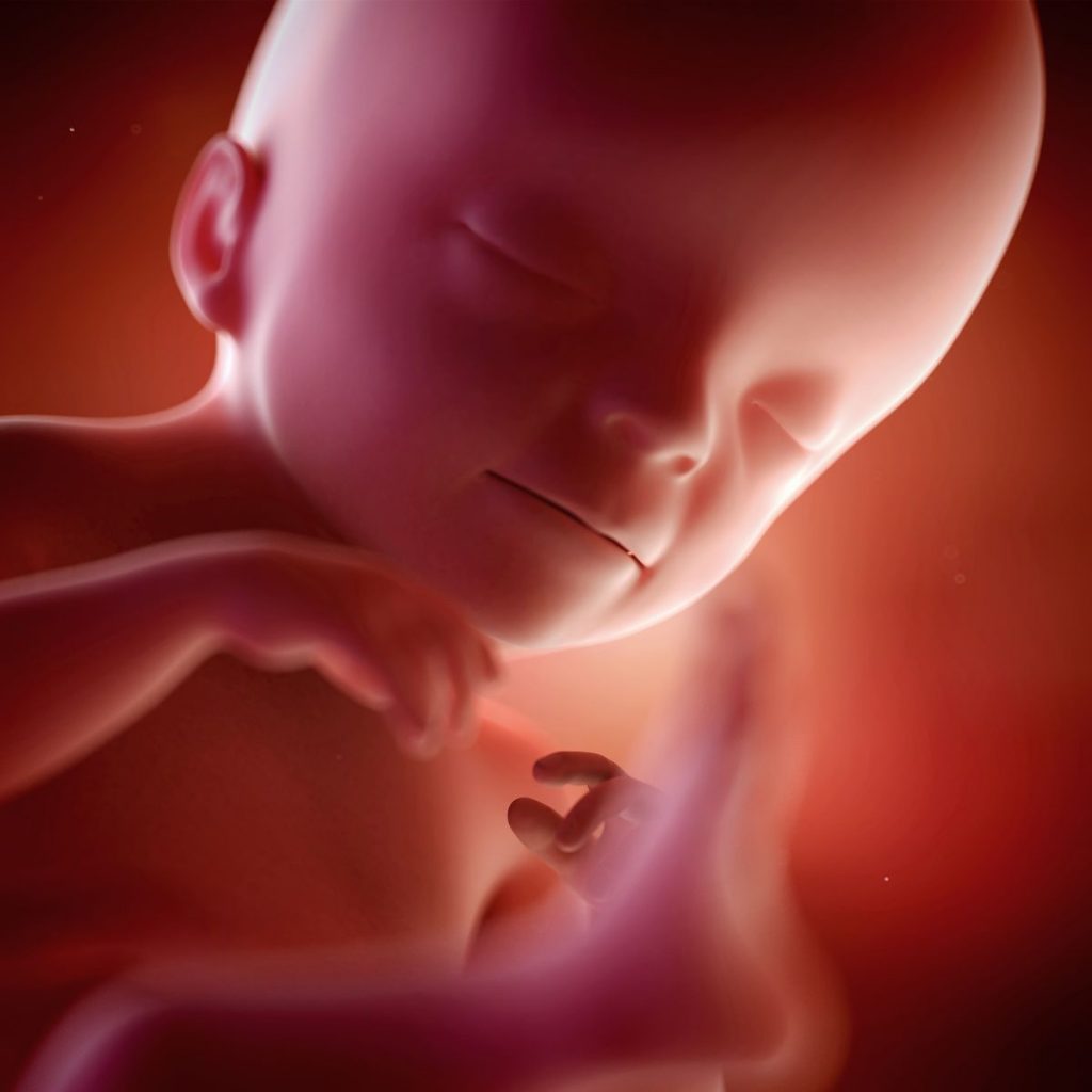 ilustracion 3d feto 21 semanas de embarazo