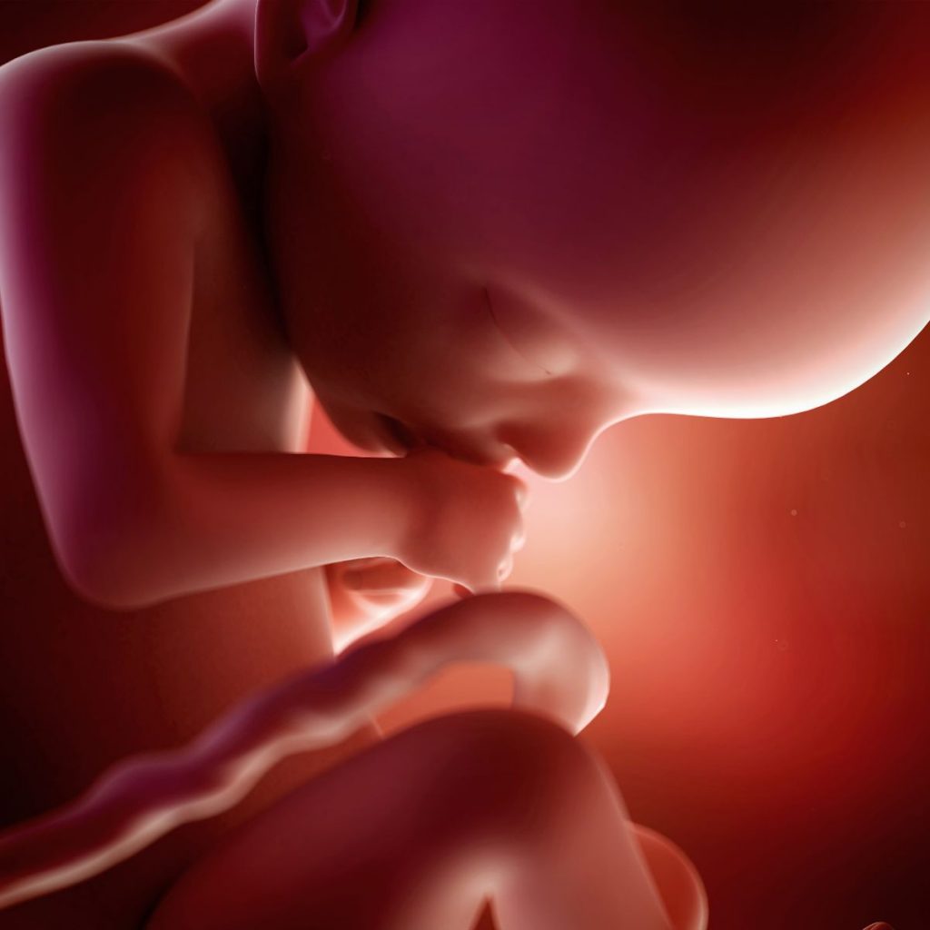 ilustración 3d feto 22 semanas de embarazo