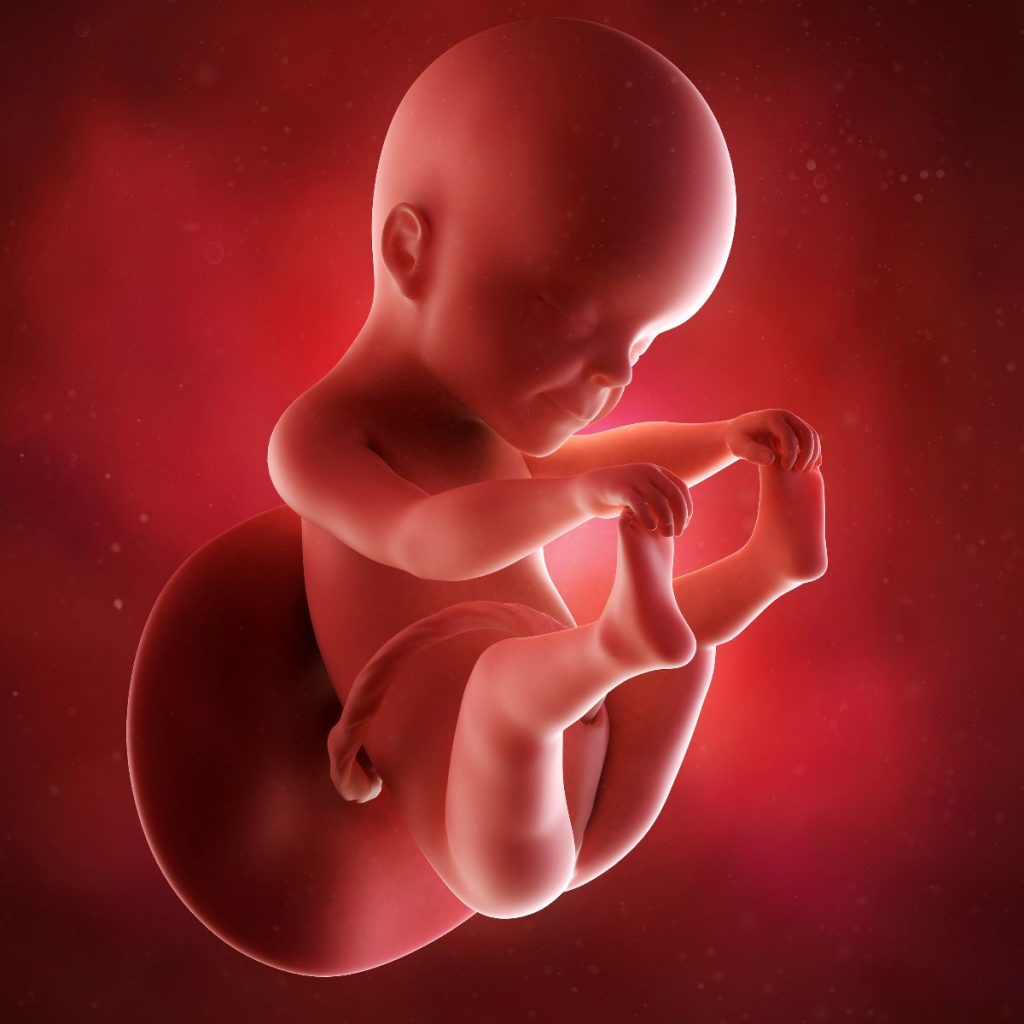 ilustración 3d feto 25 semanas de embarazo