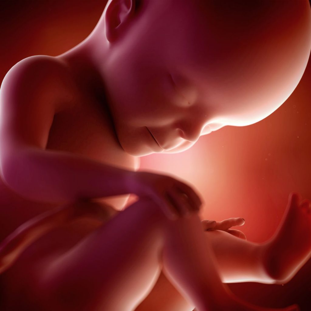 ilustración 3d feto 27 semanas de embarazo