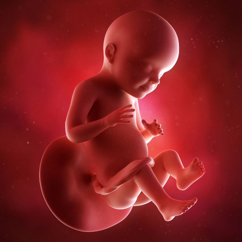 ilustración 3d feto 28 semanas de embarazo