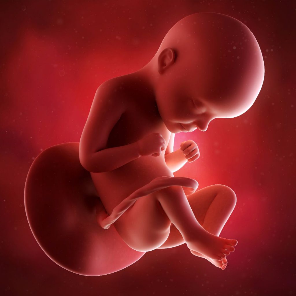 ilustración 3d feto 29 semanas de embarazo
