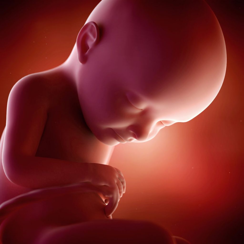 ilustración 3d feto 32 semanas de embarazo