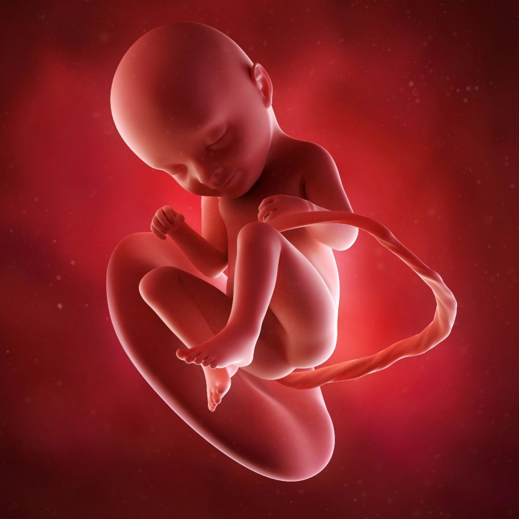 ilustración 3d feto 33 semanas de embarazo