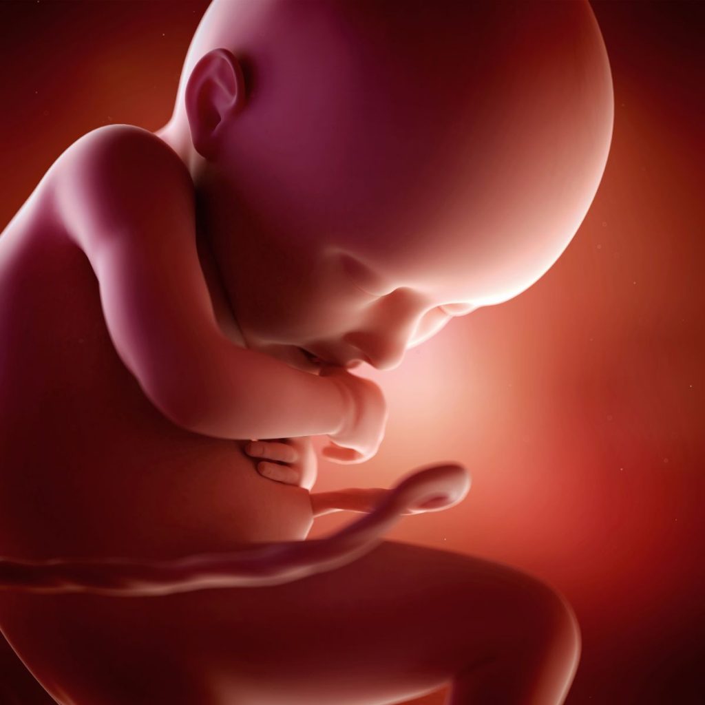 ilustración 3d feto 36 semanas de embarazo