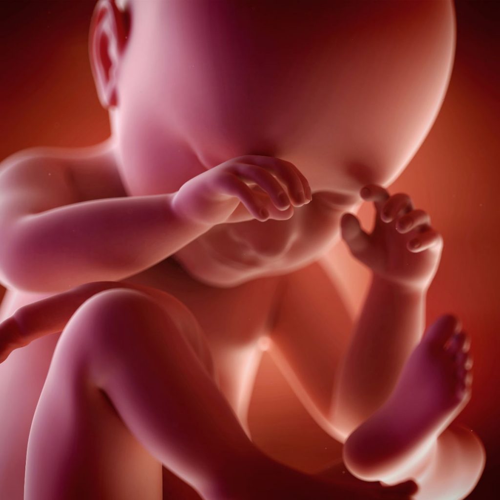 ilustración 3d feto 38 semanas de embarazo